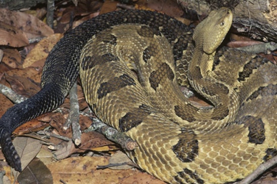 Rattlers Rule The Workday For I-40 Road Crews In Pigeon River Gorge