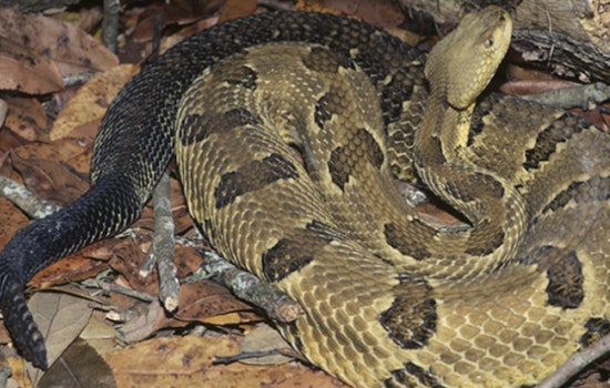 Rattlers Rule The Workday For I-40 Road Crews In Pigeon River Gorge