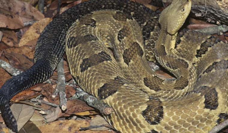 Rattlers Rule The Workday For I-40 Road Crews In Pigeon River Gorge