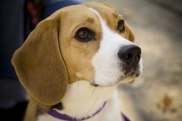 Rescue Effort Intensifies as Freed Beagles Flood Northbrook