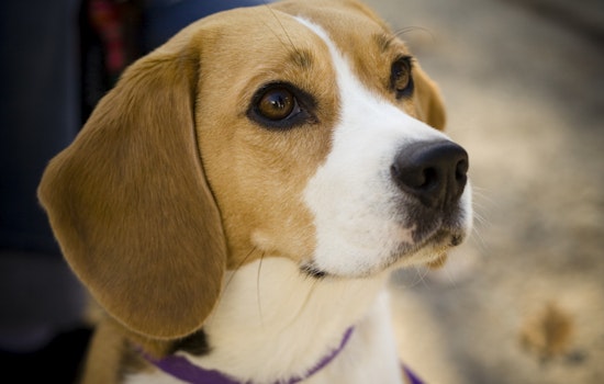 Rescue Effort Intensifies as Freed Beagles Flood Northbrook