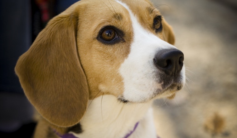 Rescue Effort Intensifies as Freed Beagles Flood Northbrook