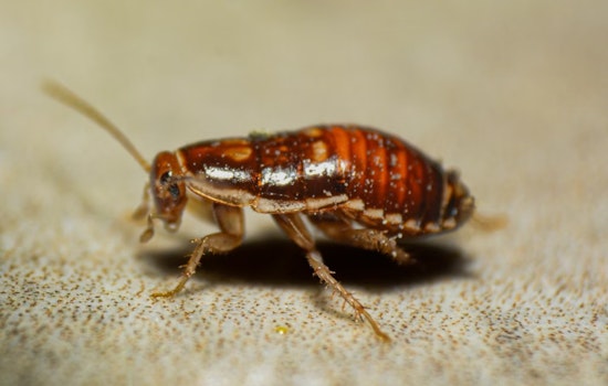 Roaches, Sewage and Dismal Scores Rattle Tarrant County Kitchens