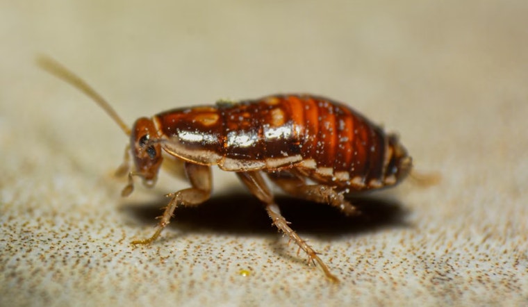 Roaches, Sewage and Dismal Scores Rattle Tarrant County Kitchens