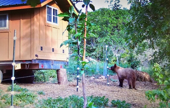 Roaming Bear Rattles Broomfield’s Anthem Ranch By Highway 7