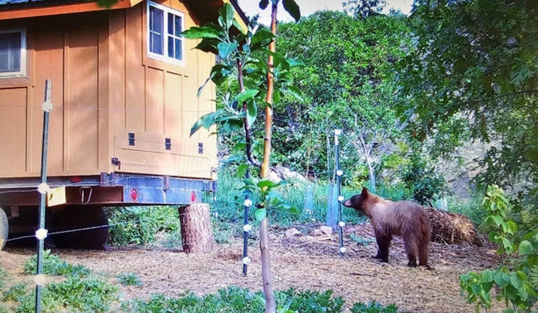 Roaming Bear Rattles Broomfield’s Anthem Ranch By Highway 7