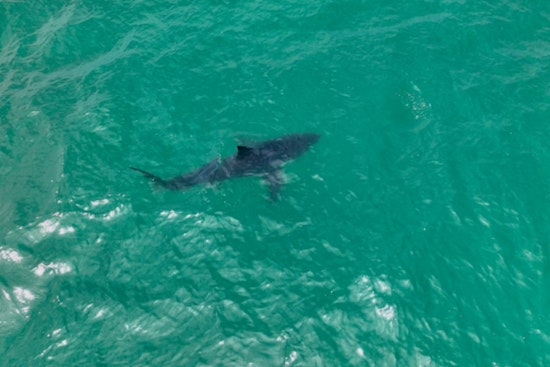 Roaming Rhode Island Shark Found Dead After Eerie Coastal Sightings