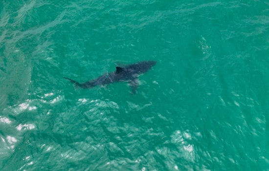Roaming Rhode Island Shark Found Dead After Eerie Coastal Sightings