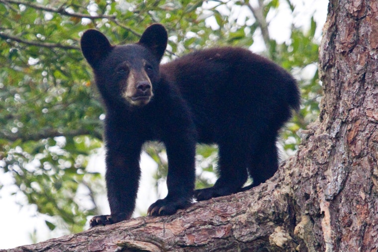 Roaming Young Bear Darted After Strolling Shrewsbury Shopping Strip