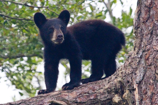 Roaming Young Bear Darted After Strolling Shrewsbury Shopping Strip