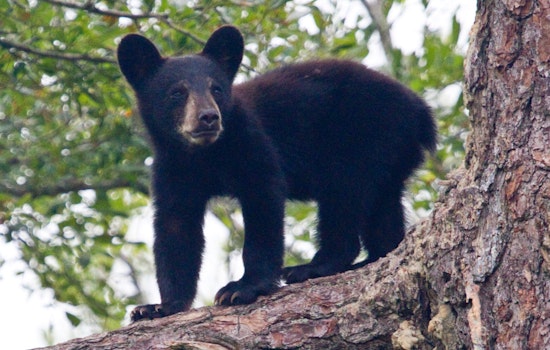 Roaming Young Bear Darted After Strolling Shrewsbury Shopping Strip