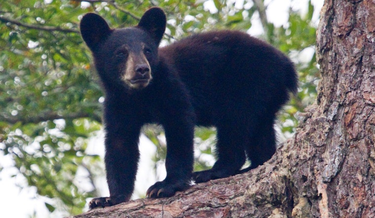 Roaming Young Bear Darted After Strolling Shrewsbury Shopping Strip