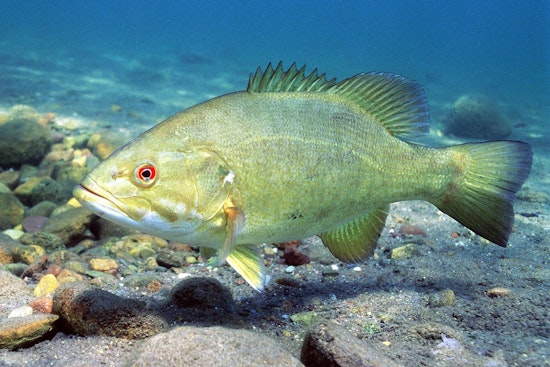 Rogue Smallmouth Bass Crash Lake Allatoona, Put Georgia Anglers on Alert