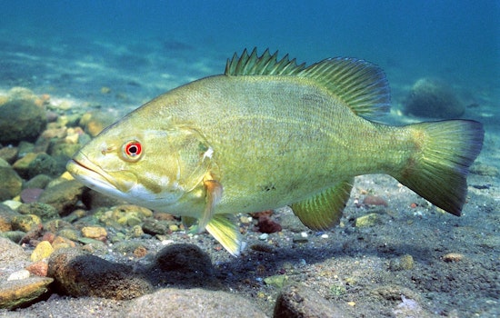 Rogue Smallmouth Bass Crash Lake Allatoona, Put Georgia Anglers on Alert