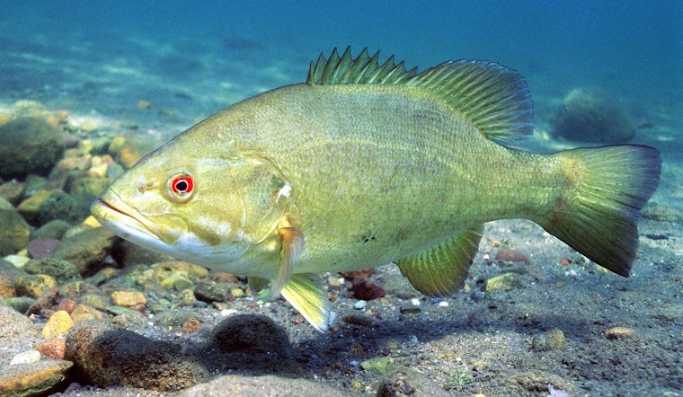 Rogue Smallmouth Bass Crash Lake Allatoona, Put Georgia Anglers on Alert