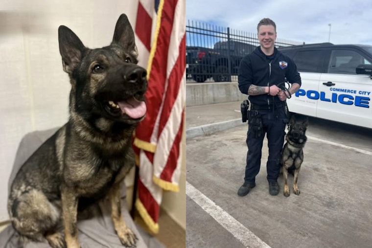 Rookie Commerce City Crime Dog Sniffs Out Coke And Gun On First Big Bust