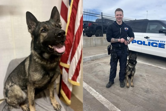 Rookie Commerce City Crime Dog Sniffs Out Coke And Gun On First Big Bust