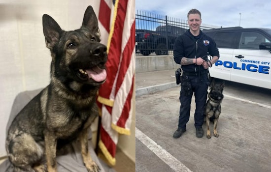 Rookie Commerce City Crime Dog Sniffs Out Coke And Gun On First Big Bust