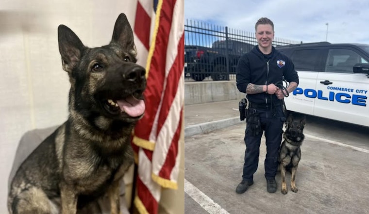 Rookie Commerce City Crime Dog Sniffs Out Coke And Gun On First Big Bust