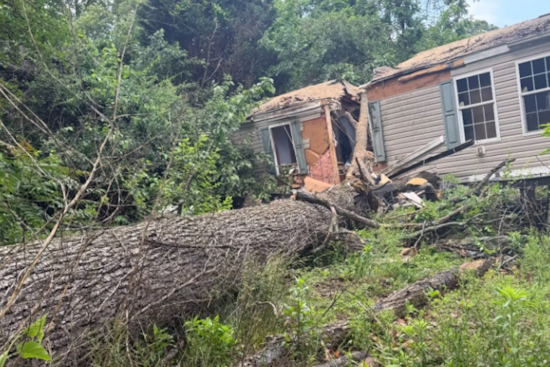 Rotting Tree Rips Pasadena Mobile Home Apart In Wild Morning Collapse
