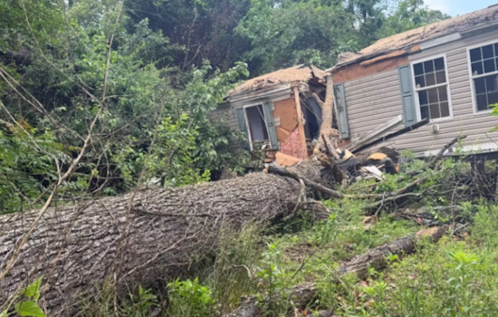Rotting Tree Rips Pasadena Mobile Home Apart In Wild Morning Collapse