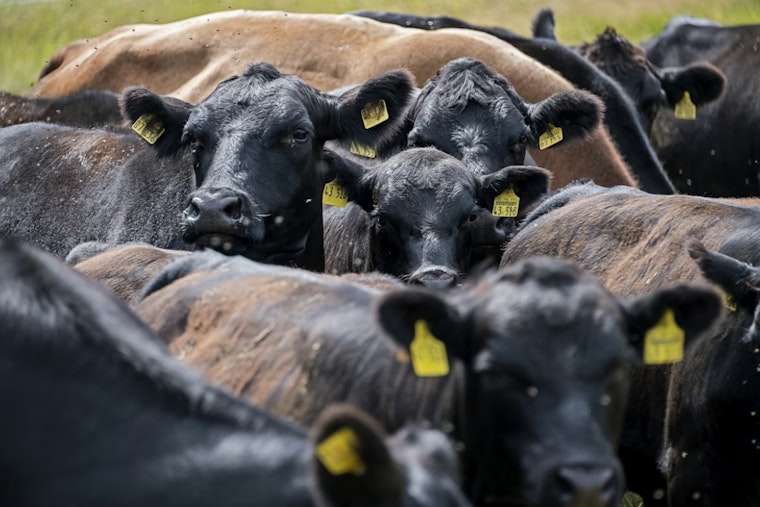 Runaway Cow Turns Denver Park Into Late-Night Rodeo