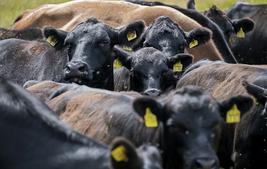 Runaway Cow Turns Denver Park Into Late-Night Rodeo