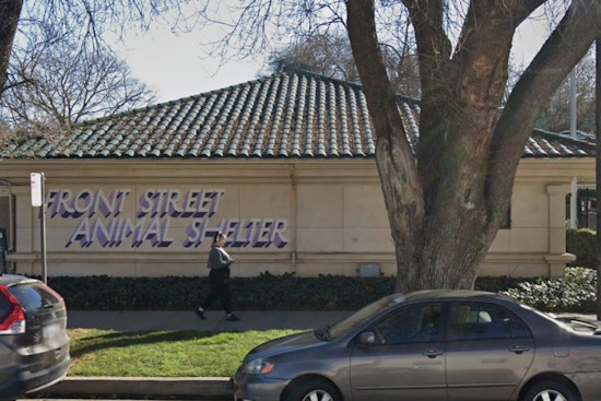 Sacramento Shelter Slashes Dog Fees As Packed Kennels Hit Breaking Point