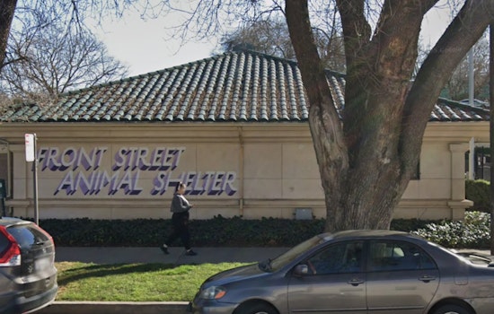 Sacramento Shelter Slashes Dog Fees As Packed Kennels Hit Breaking Point
