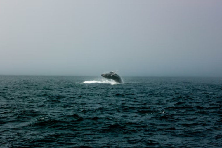 Samish Island Stunner, Rare Fin Whale Found Dead in Shallows