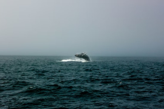 Samish Island Stunner, Rare Fin Whale Found Dead in Shallows