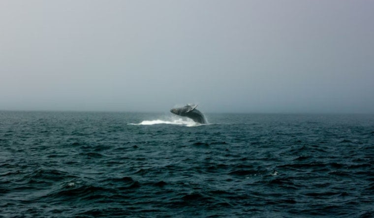 Samish Island Stunner, Rare Fin Whale Found Dead in Shallows
