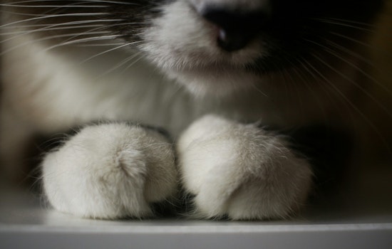 San Antonio Horror: Kittens Found Sealed in Bins as $10K Reward Hits Streets