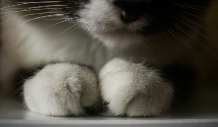 San Antonio Horror: Kittens Found Sealed in Bins as $10K Reward Hits Streets