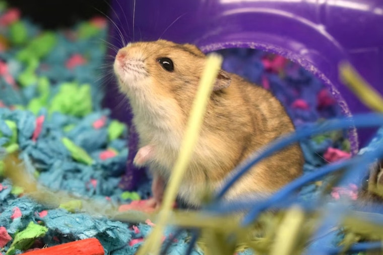 San Francisco Animal Panel Pushes City Hall To Pull Plug On Pet Store Critter Sales