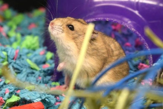 San Francisco Animal Panel Pushes City Hall To Pull Plug On Pet Store Critter Sales