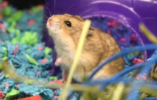 San Francisco Animal Panel Pushes City Hall To Pull Plug On Pet Store Critter Sales