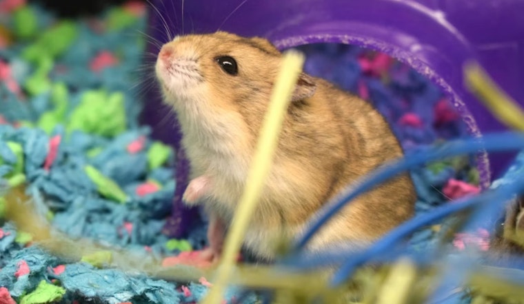San Francisco Animal Panel Pushes City Hall To Pull Plug On Pet Store Critter Sales