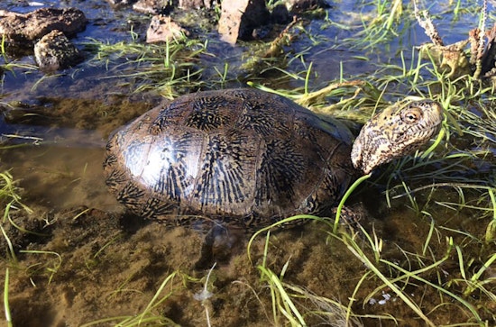 San Gabriel River Turtle Rescue Produces Hatchlings