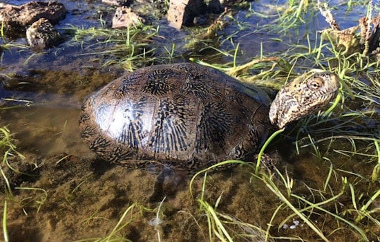 San Gabriel River Turtle Rescue Produces Hatchlings