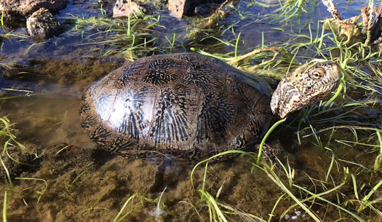 San Gabriel River Turtle Rescue Produces Hatchlings