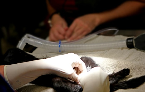 San Joaquin Floats ‘Fix It to Get It Back’ Rule for Lost Pets