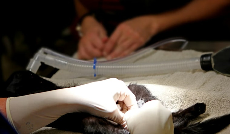 San Joaquin Floats ‘Fix It to Get It Back’ Rule for Lost Pets