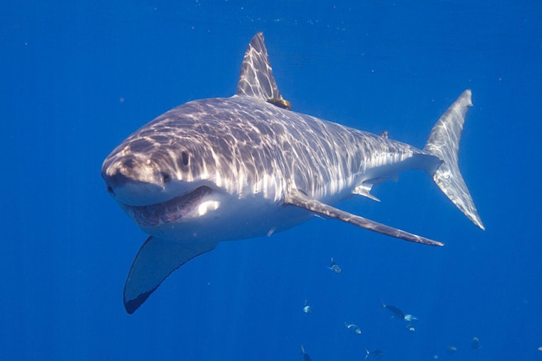 Seal With Giant Bite Mark Signals First Great White Off Martha's Vineyard