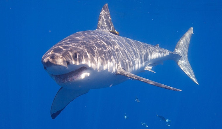 Seal With Giant Bite Mark Signals First Great White Off Martha's Vineyard