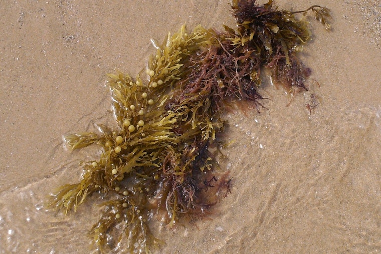 Seaweed Siege Turns Martin Beach Holiday Into Stinky Shuffle