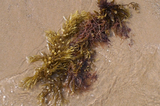 Seaweed Siege Turns Martin Beach Holiday Into Stinky Shuffle