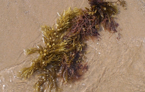 Seaweed Siege Turns Martin Beach Holiday Into Stinky Shuffle