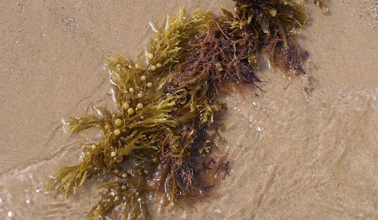 Seaweed Siege Turns Martin Beach Holiday Into Stinky Shuffle