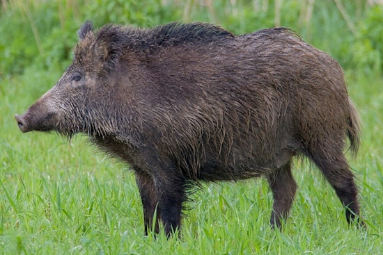 Seven Pines Under Siege as Wild Hogs Tear Up Jacksonville Lawns
